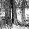 Late Spring Snow