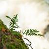 Ferns