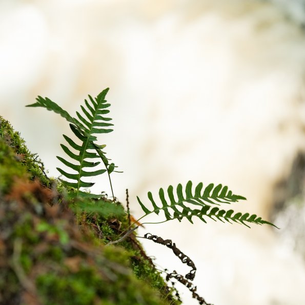 Ferns