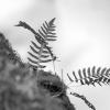 Ferns