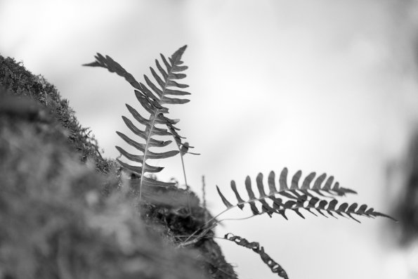 Ferns