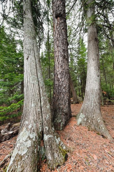 Cedars