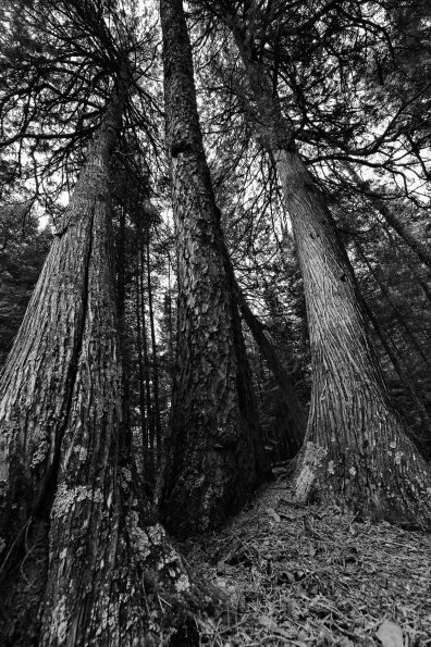 Cedars