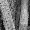 Cedars