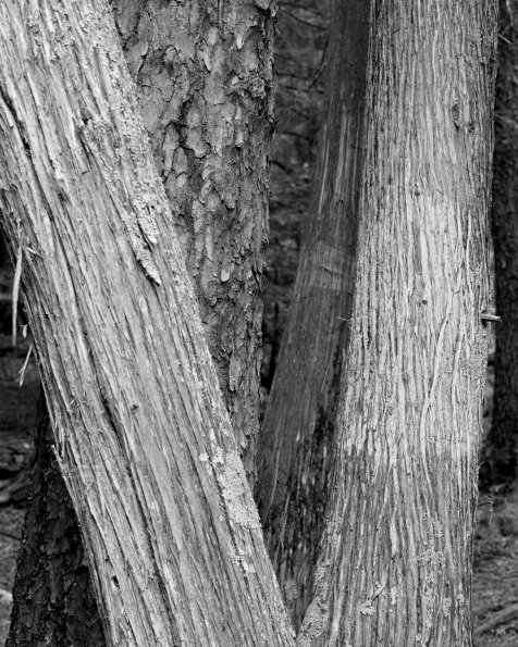Cedars