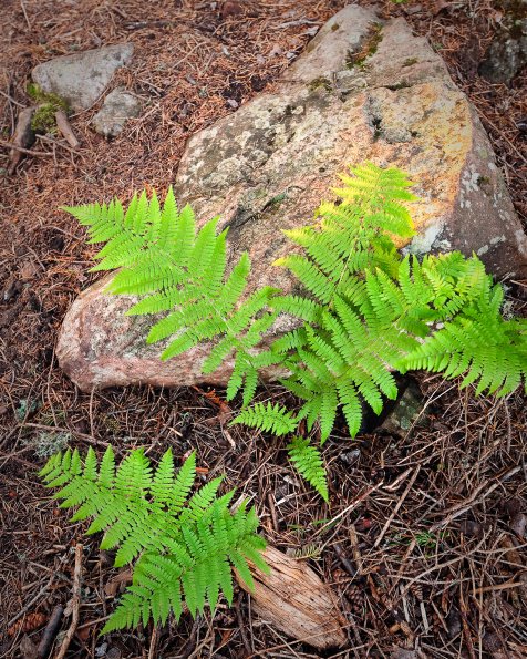 Ferns