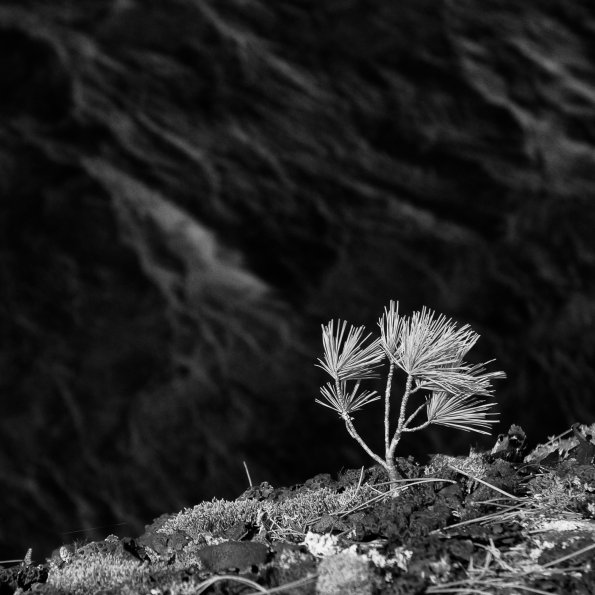 Windswept