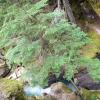 Avalanche Gorge