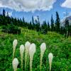 Beargrass