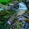 Falls and Flowers