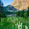 Beargrass