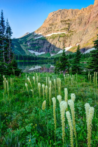 Beargrass