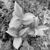 Corn Lily