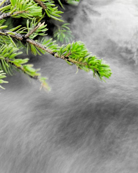 Pine Bough