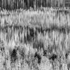 Burnt Forest
