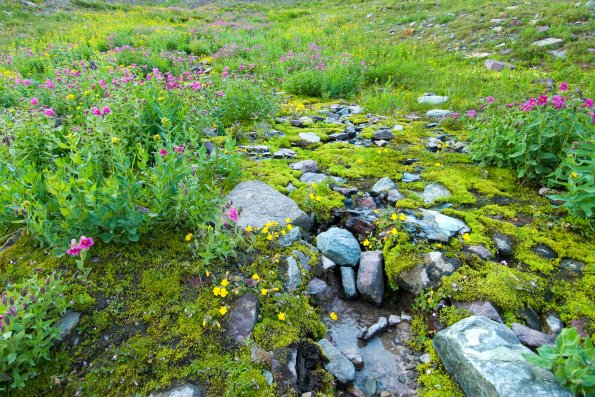 Wildflowers