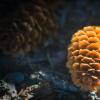 Pine Cone