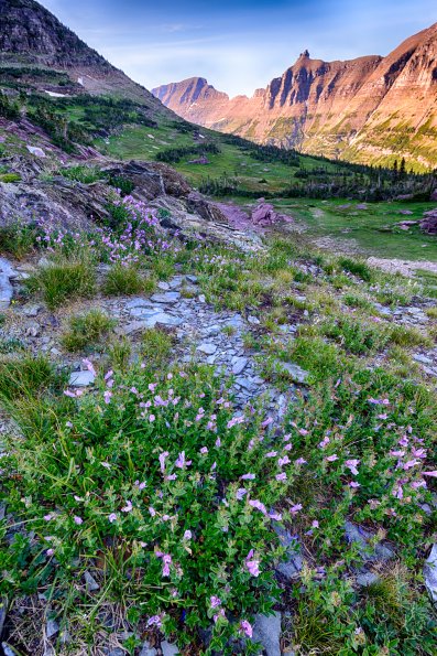 Wildflowers and the Garden Wall