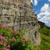 Wildflowers