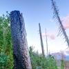 Burnt Timbers