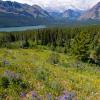 Wildflowers