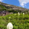 Beargrass