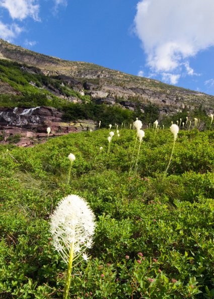 Beargrass