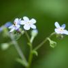 Mountain Forget-Me-Not