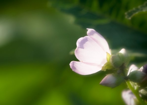 Mountain Hollyhock