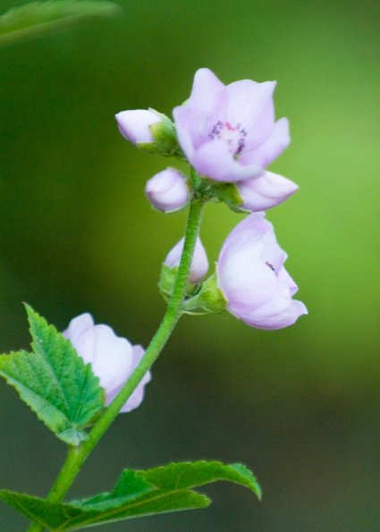 Mountain Hollyhock