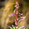 Fireweed