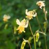 Yellow Columbine