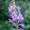Fireweed
