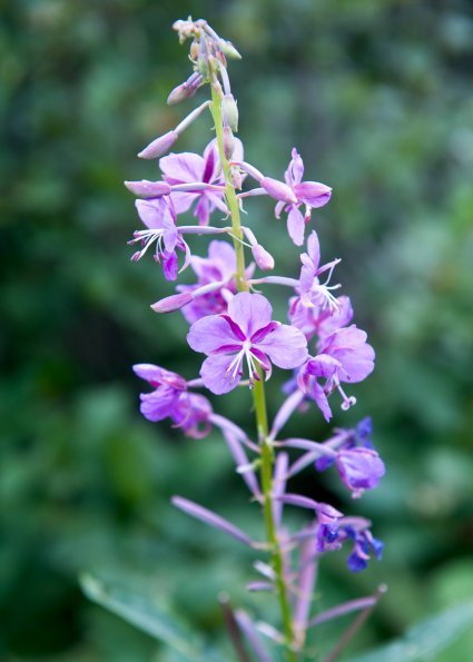 Fireweed