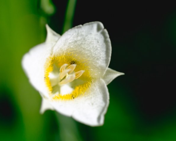 Gunnison's Mariposa Lily