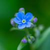 Mountain Forget-Me-Not