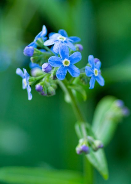 Mountain Forget-Me-Not
