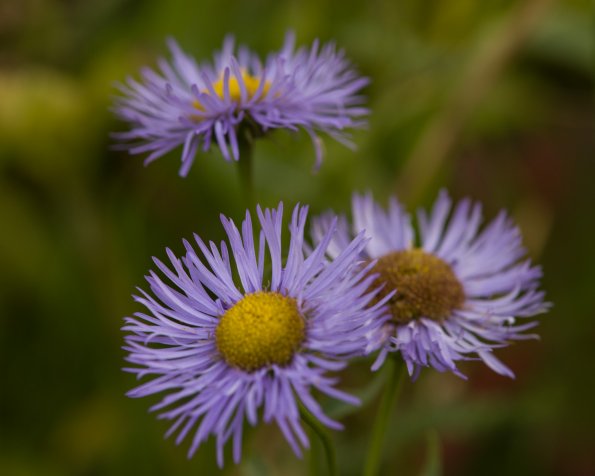 Showy Fleabane