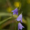 Harebells