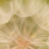 Salsify
