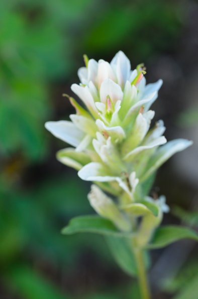 Sulphur Paintbrush