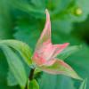 Alpine Paintbrush