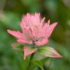Alpine Paintbrush