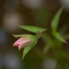 Paintbrush Bud