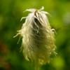 Pasqueflower Seed Head