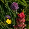 Wildflowers