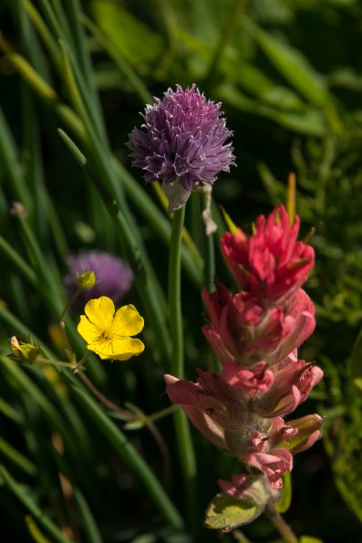 Wildflowers