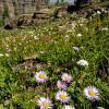 Showy Fleabane