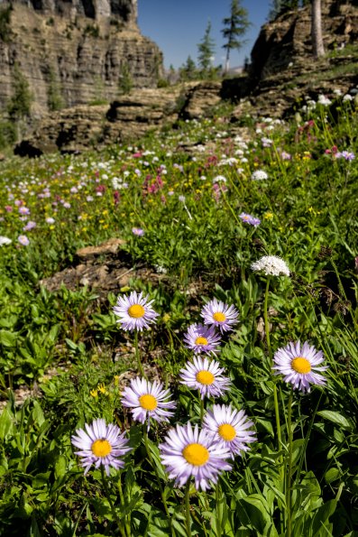 Showy Fleabane