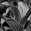 Corn Lily